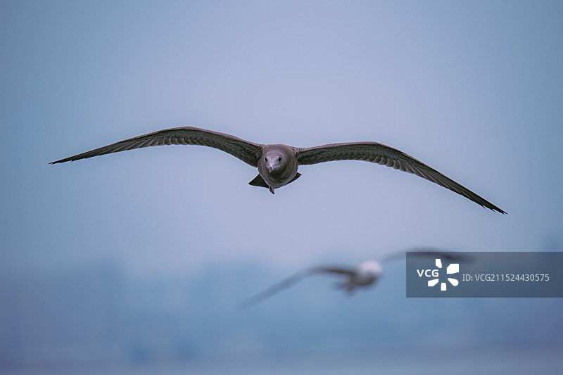 辽宁大连海鸥大海飞翔空中抓拍特写图片素材