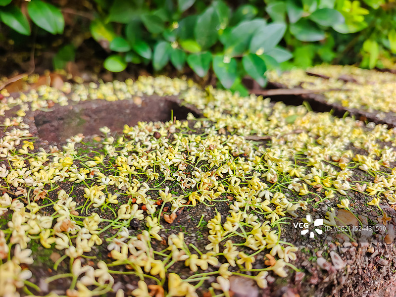 金秋十月散落一地的桂花图片素材