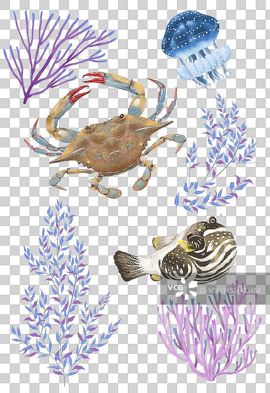 海洋生物图片素材