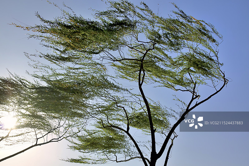 夕阳下大风中摇弋的春柳（可用来表达大风）图片素材
