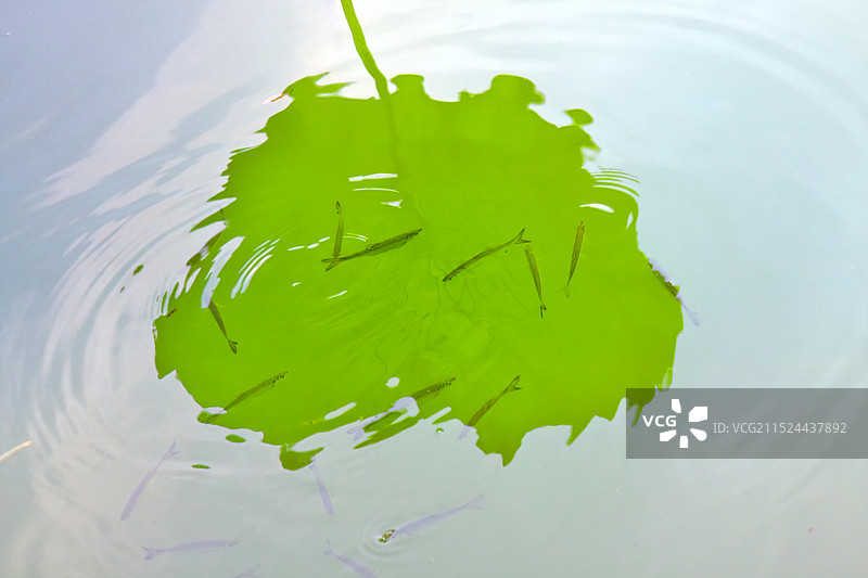夏天池塘中的荷叶倒影与游弋的小鱼图片素材