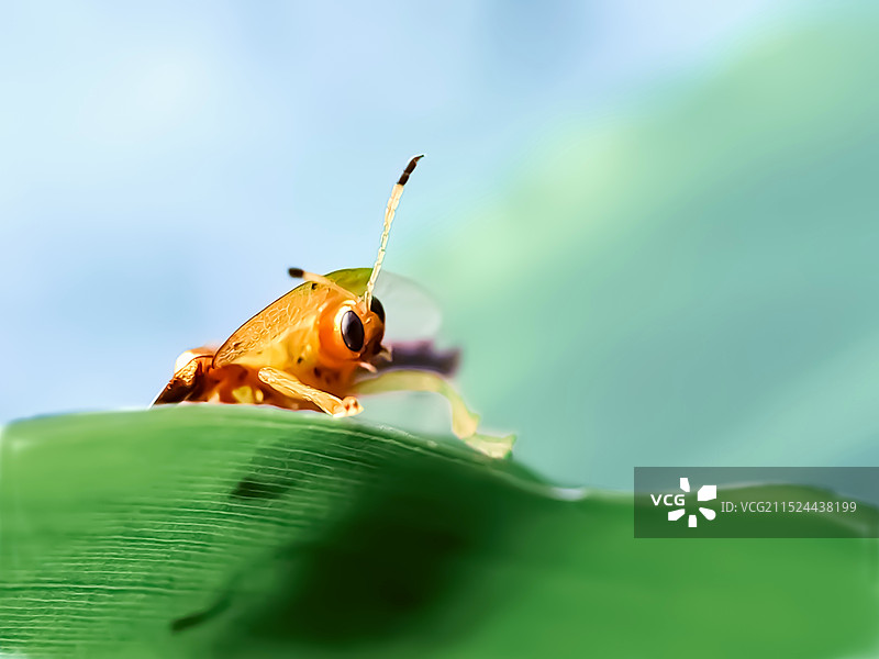 叶上金花龟甲虫图片素材