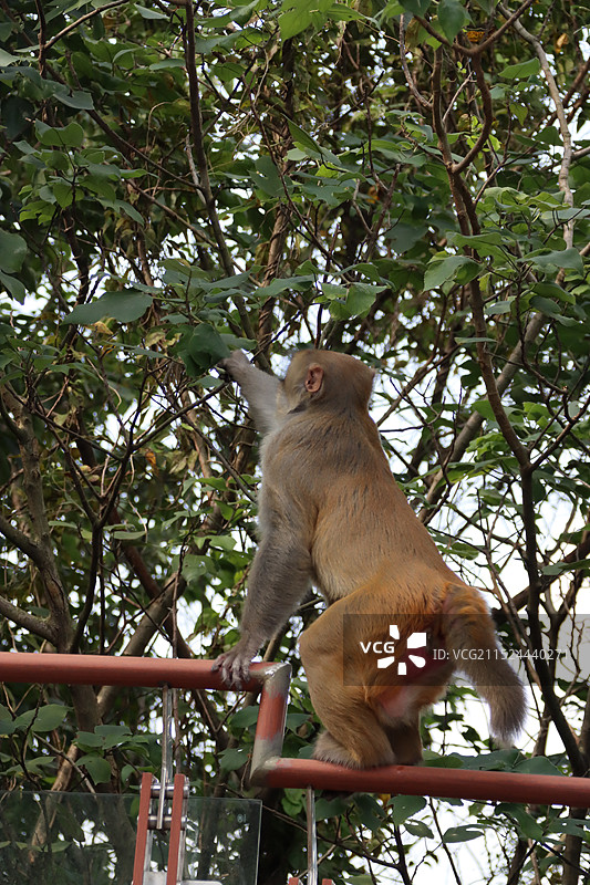 苏州渔洋山拍摄的 猴子摘树叶图片素材