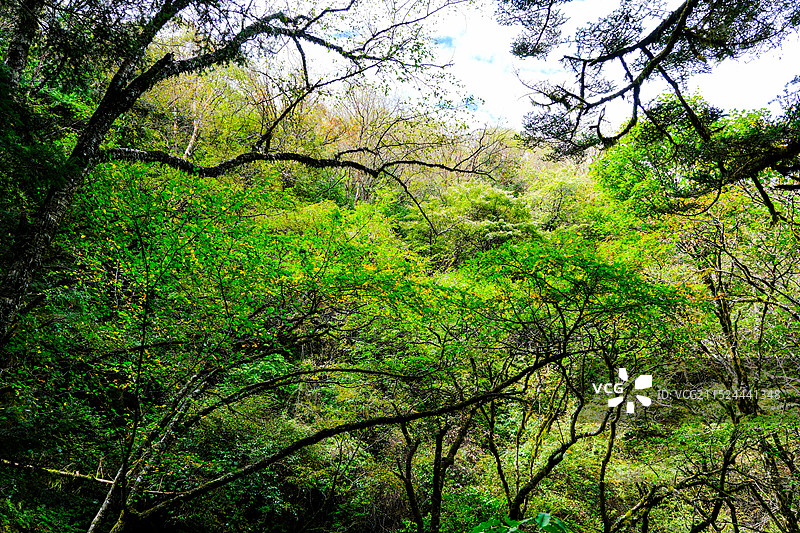 中国湖北神农架林区，神农架国家森林公园，湖北神农架世界自然遗产地，金猴岭中国神农架世界生物圈保护区，图片素材