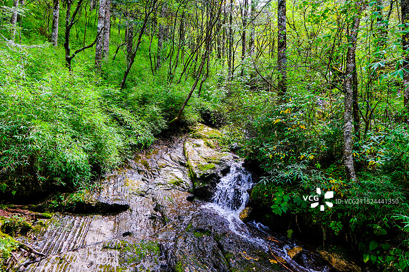 中国湖北神农架林区，神农架国家森林公园，湖北神农架世界自然遗产地，金猴岭中国神农架世界生物圈保护区，图片素材
