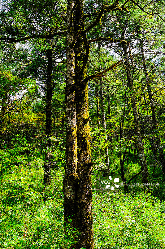 中国湖北神农架林区，神农架国家森林公园，湖北神农架世界自然遗产地，金猴岭中国神农架世界生物圈保护区，图片素材