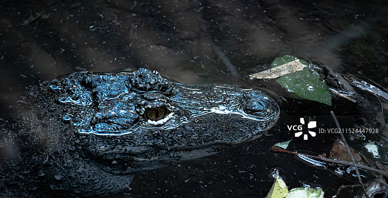 杭州动物园动物图片素材