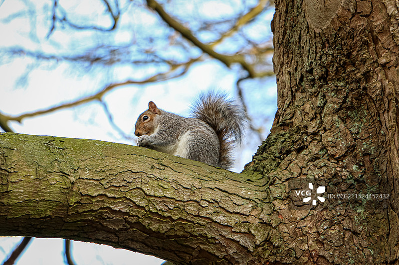 野外小松鼠的特写镜头图片素材