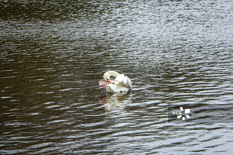 天鹅在水中优雅的游动图片素材