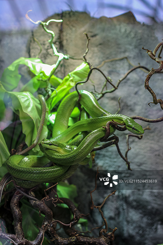 两条青色的蛇纠缠在一起图片素材