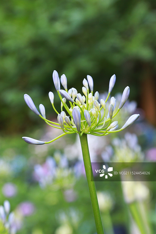 百子莲图片素材