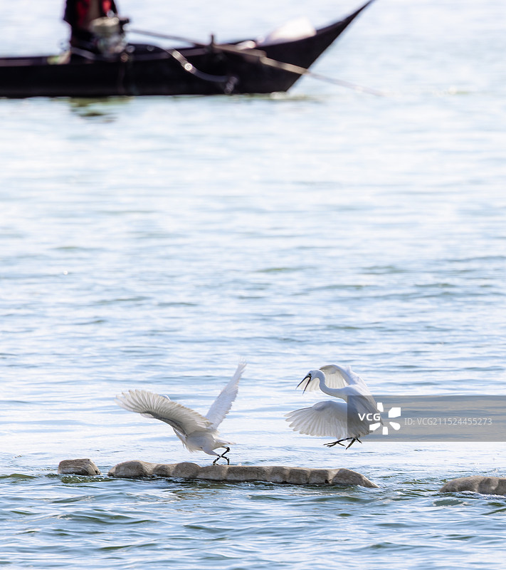 云南昆明滇池白鹭图片素材
