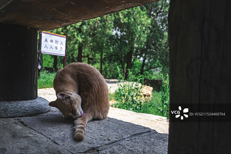 中国古代明朝风格传统建筑拍摄主题，木制亭子上趴着一只狸花猫野猫，户外白昼无人图像摄影图片素材