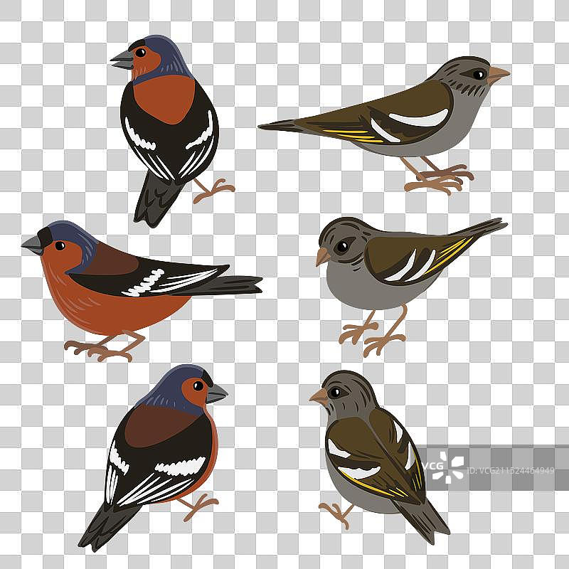 绘制燕雀图片素材