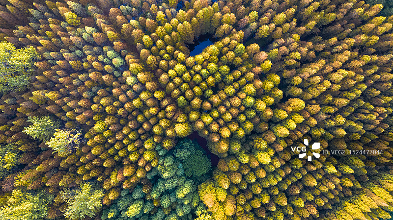 日照森林公园梦幻秋色图片素材