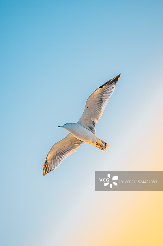 海鸥 鸟类 鸟 自由 飞翔图片素材