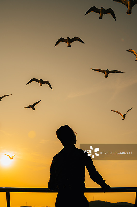 海鸥 鸟类 飞行 自由 向往 夕阳图片素材