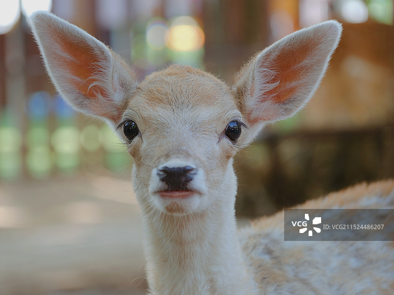 幼年梅花鹿图片素材