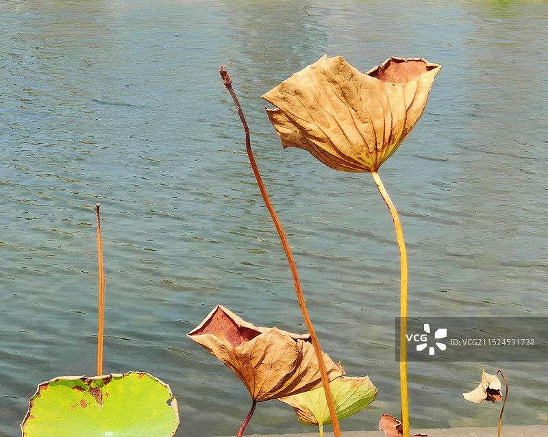 残荷，地理位置:大秦文明园图片素材