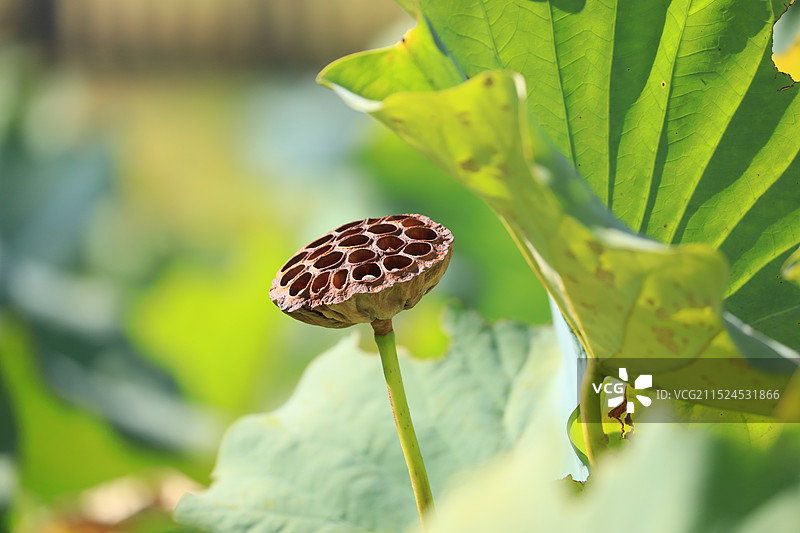 枯萎的莲蓬和莲子特写图片素材