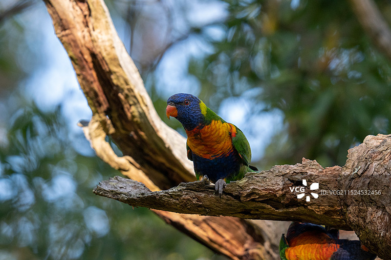 五彩吸蜜鹦鹉图片素材