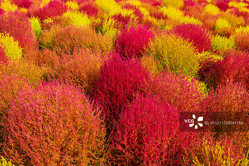 地肤草图片素材