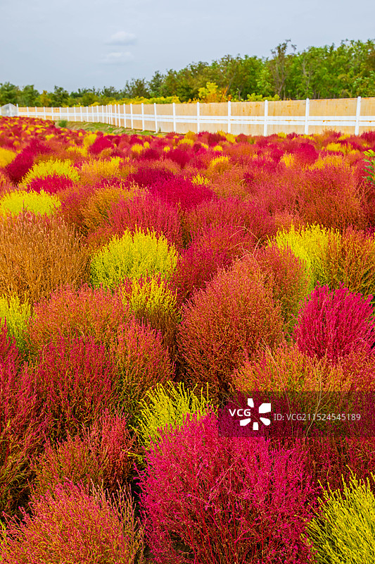 地肤草图片素材