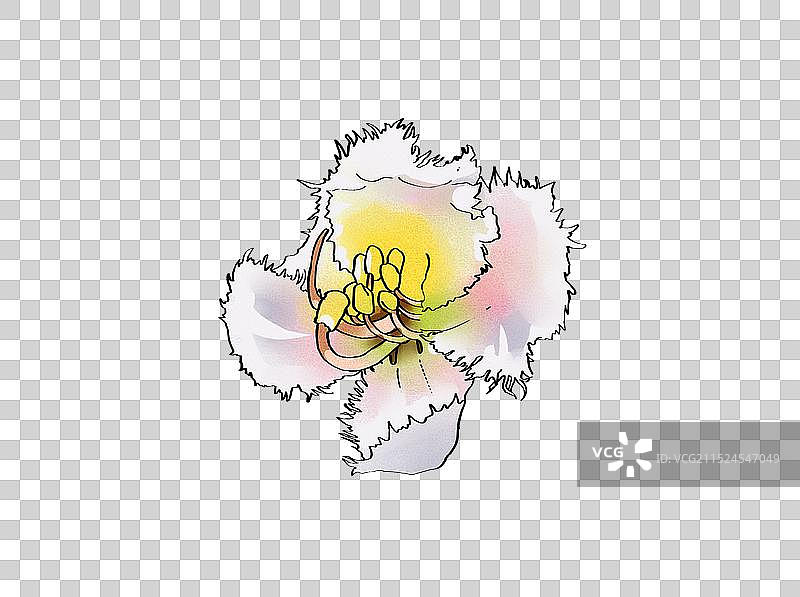 新物种阳朔风筝果手绘图图片素材