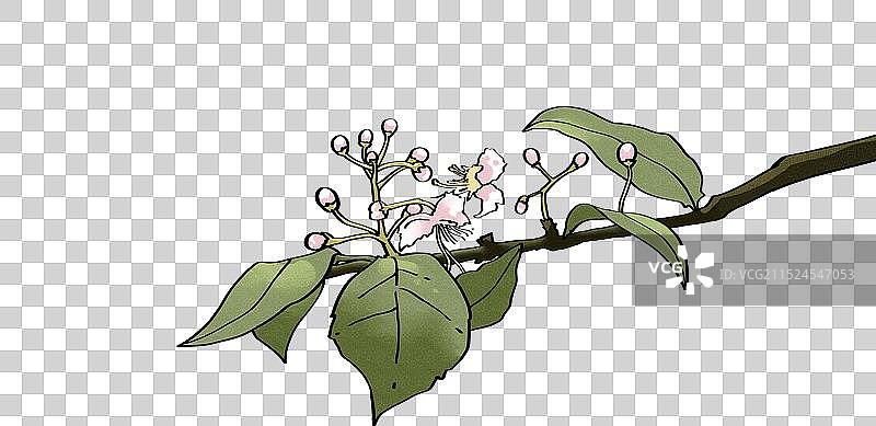 新物种阳朔风筝果手绘图图片素材