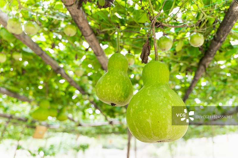 结在藤上的葫芦图片素材