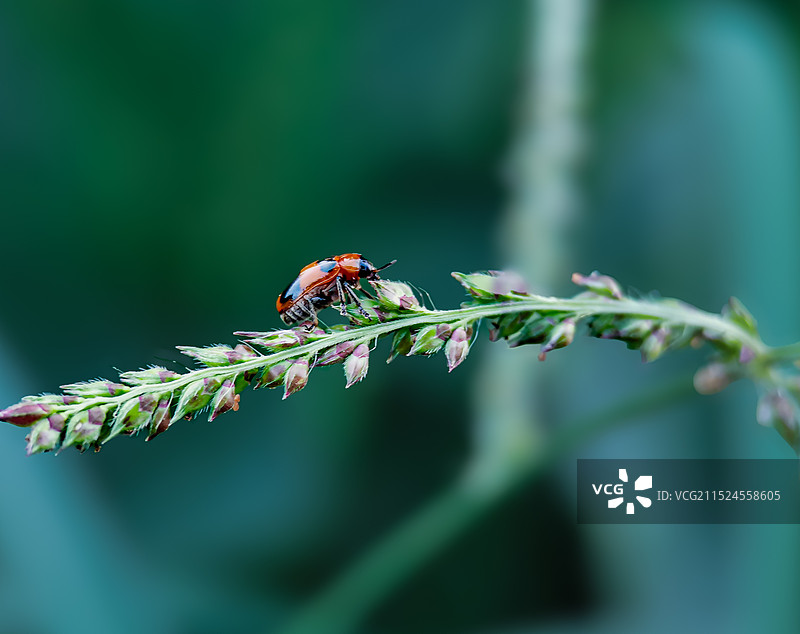 瓢虫图片素材