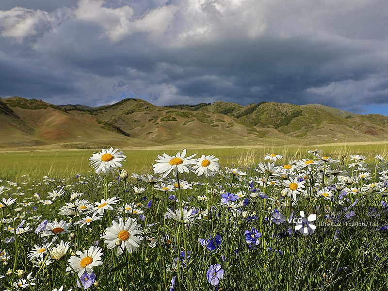 新疆 赛里木湖图片素材