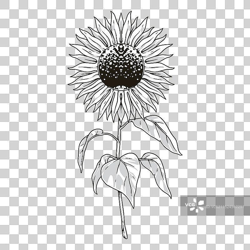 向日葵植物单色详细标志图片素材