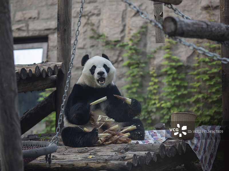 动物园自然保护憨萌大熊猫特写绿色摄影高清图片图片素材