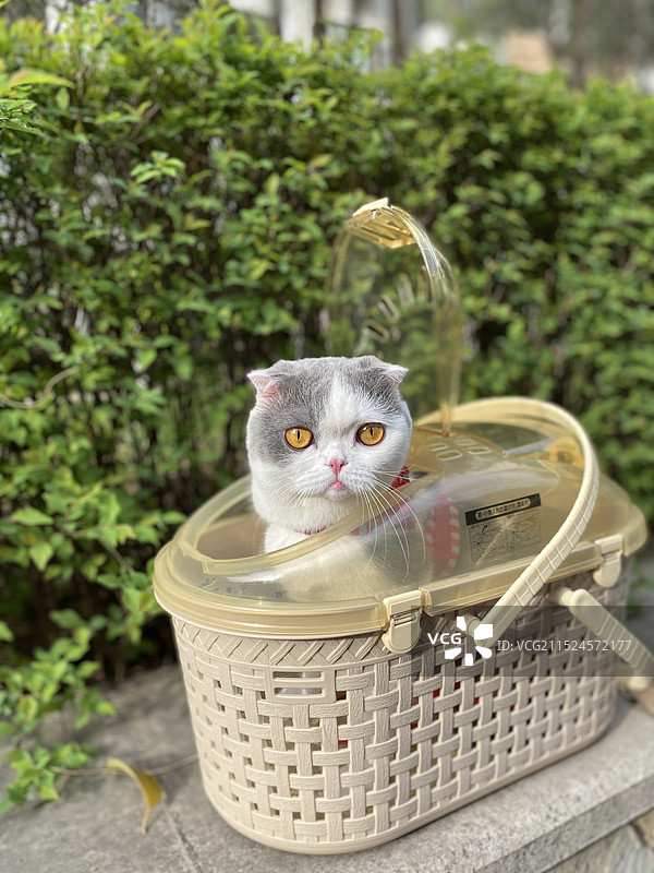篮子里的猫图片素材
