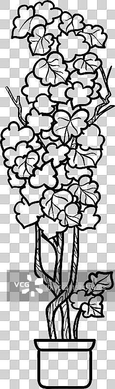 盆栽常春藤轮廓图片素材