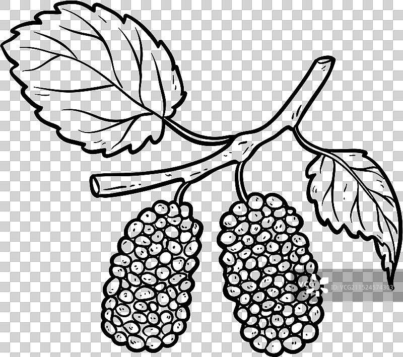 树枝上的桑葚轮廓图片素材