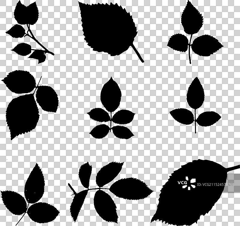 一束玫瑰叶剪影艺术图片素材