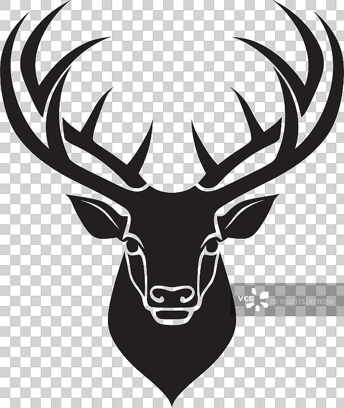 自然生态中的白尾鹿肖像与鹿脚印图片素材