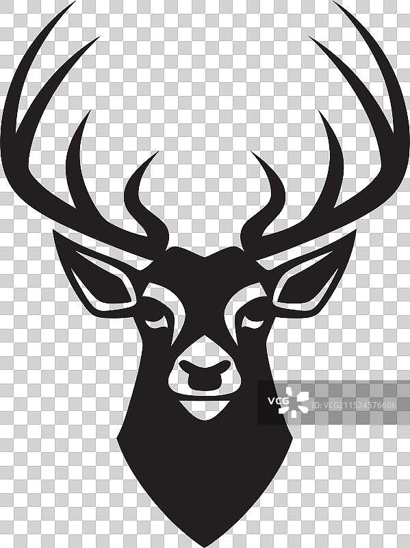 优雅的骡鹿和白尾鹿图片素材