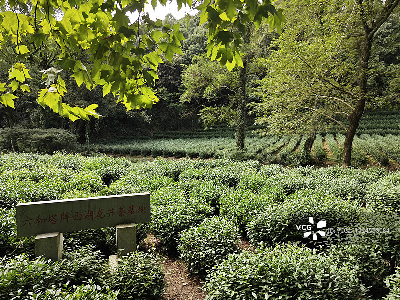 西湖龙井图片素材