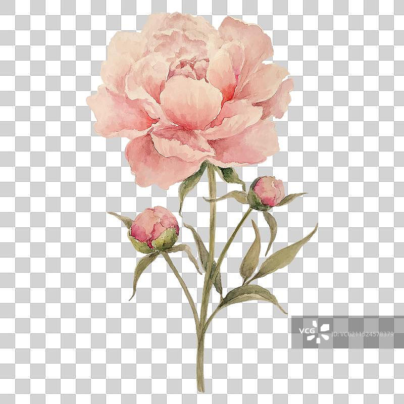 水彩牡丹花枝图片素材