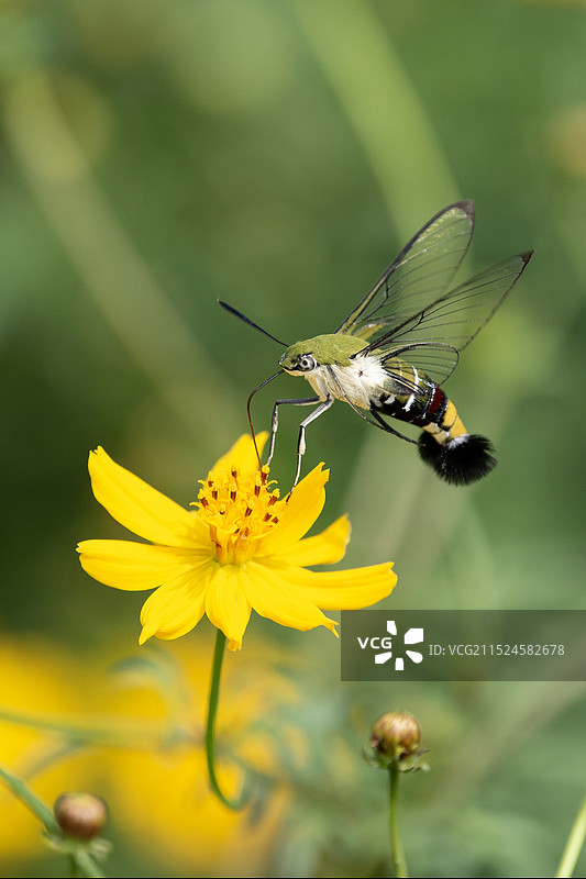 黄绿色蜂鸟蛾图片素材