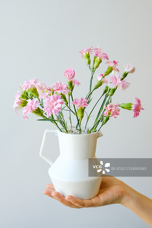 多丁康乃馨，明媚的粉色仙女花花图片素材