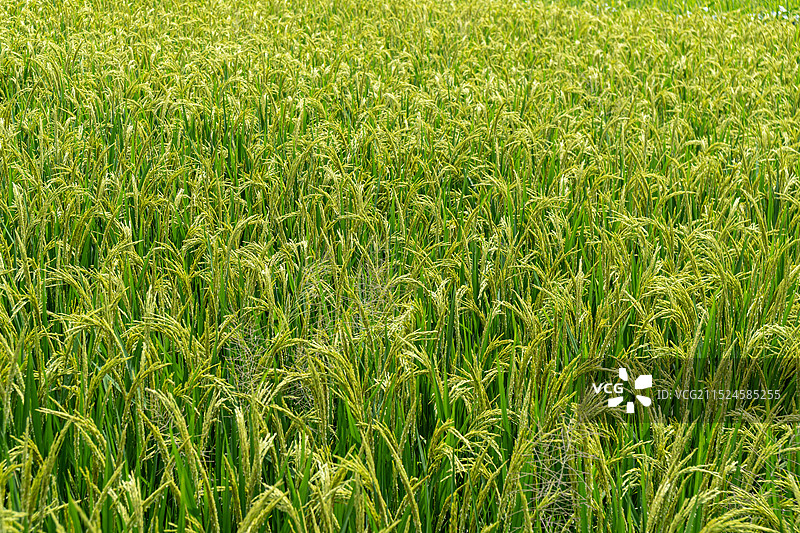 水稻田图片素材
