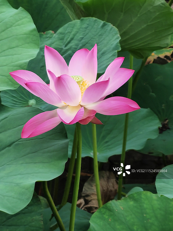 池塘里荷花的特写镜头图片素材