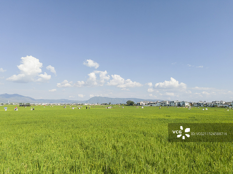 大理喜洲古镇的网红稻田图片素材