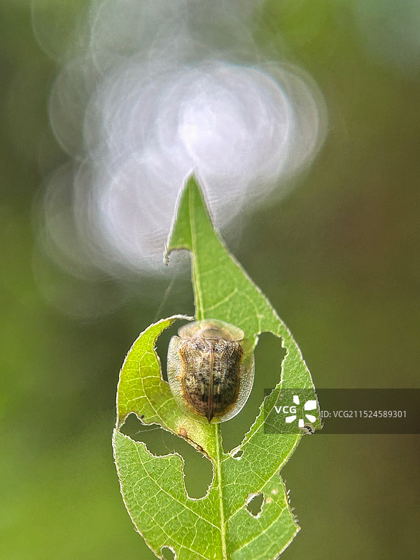植物上的昆虫特写镜头图片素材