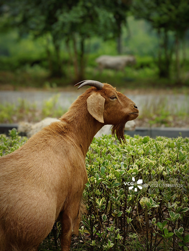 山羊 小黄图片素材