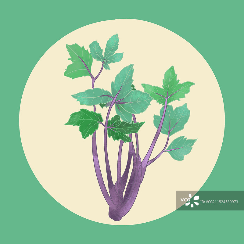 植物中草药鸭脚艾图片素材